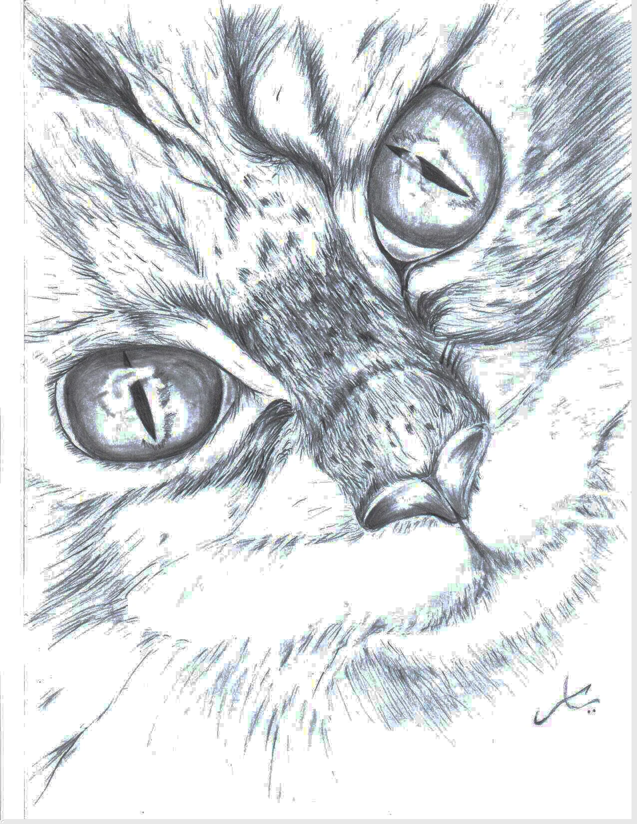 My Cat - Pencil Drawing
